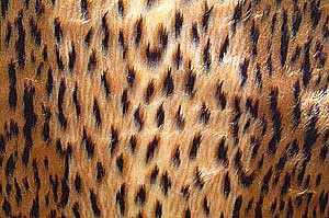 Plüsch gepard